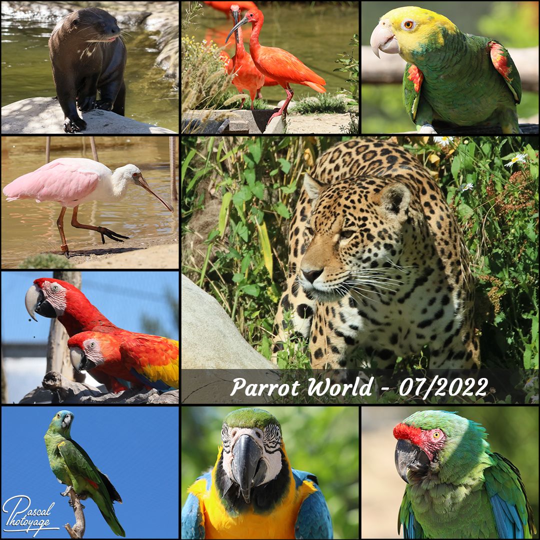PARROT WORLD - JUILLET 2022 - LAYOUT 47 1080x1080.jpg